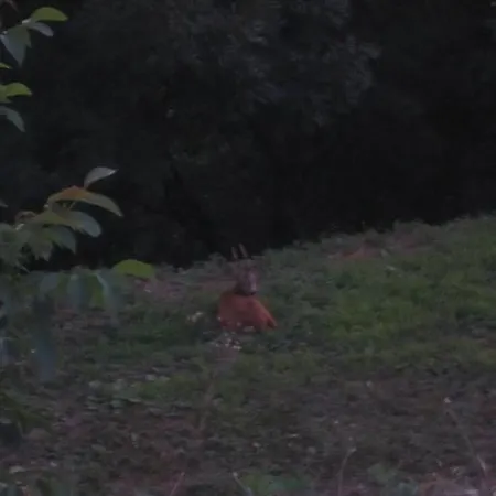 Maison Au Milieu De La Foret Labastide-Rouairoux