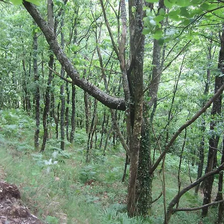 Maison Au Milieu De La Foret Ferienhaus