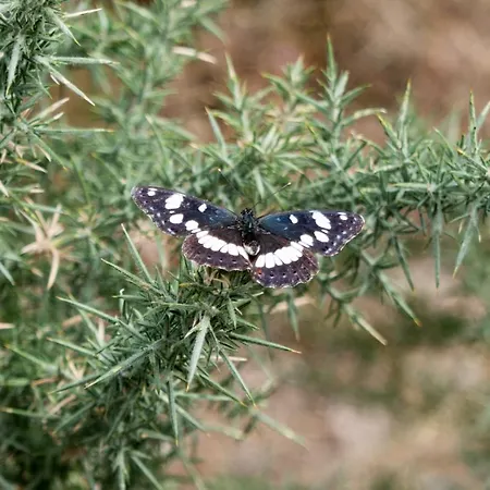 Maison Au Milieu De La Foret Labastide-Rouairoux