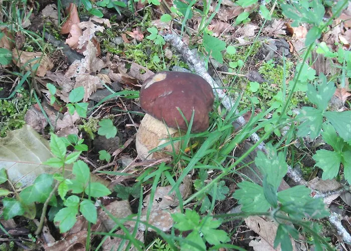 Maison Au Milieu De La Foret 別荘