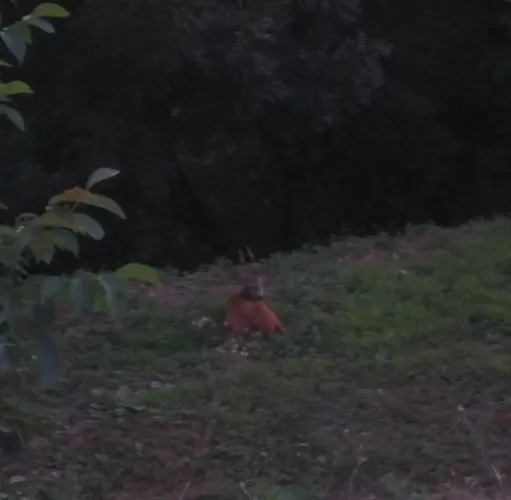 Maison Au Milieu De La Foret Labastide-Rouairoux
