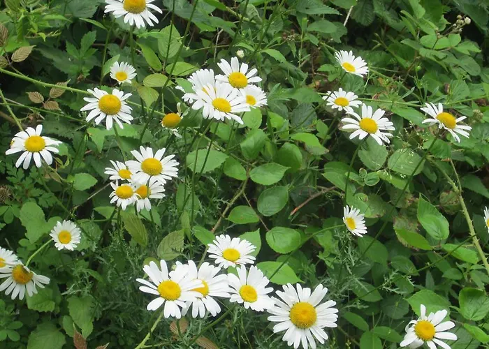 Maison Au Milieu De La Foret