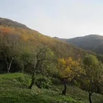 Maison Au Milieu De La Foret