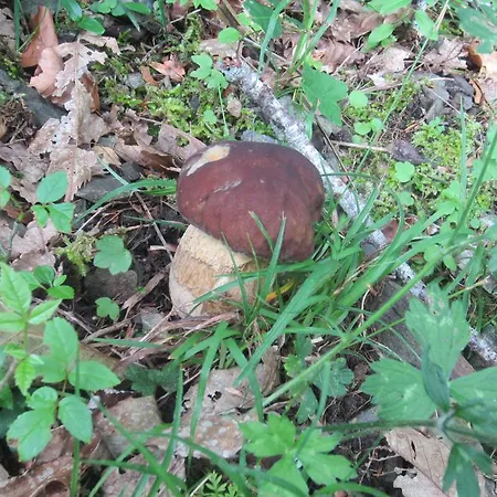 Maison Au Milieu De La Foret Prázdninový dům