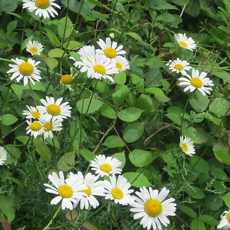 Maison Au Milieu De La Foret