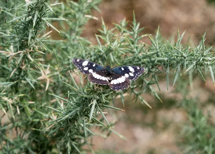 Maison Au Milieu De La Foret Labastide-Rouairoux